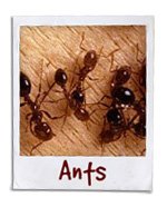 fire ants