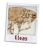 flea control