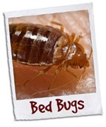 bed bug