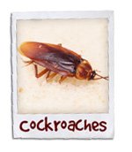 roaches