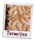 pest control okaloosa